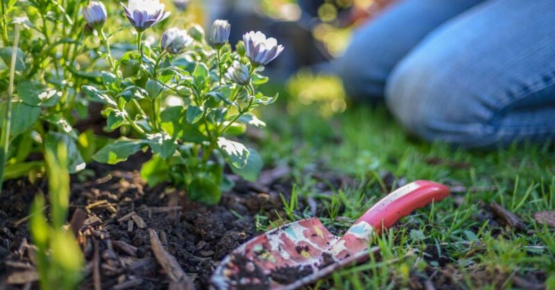 איך תהפכו את הגינה שלכם לתכשיט הבית